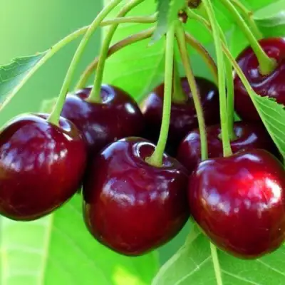 Вишня ВЯНОК в Волковыске