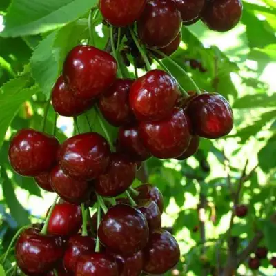 Вишня ВОСТОРГ колонновидная в Волковыске