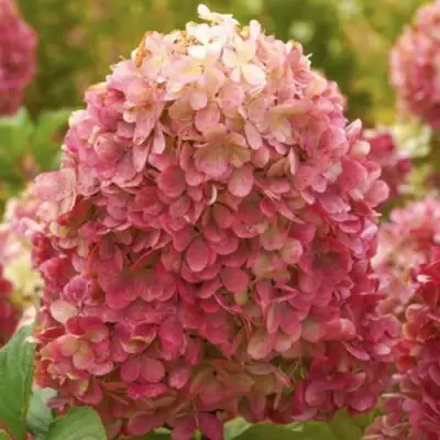 Гортензия Краса Лесково