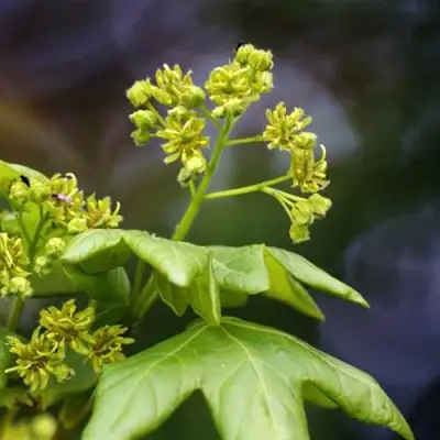 Клен полевой в Волковыске