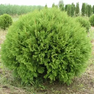 Туя ГЛОБОЗА западная в Волковыске