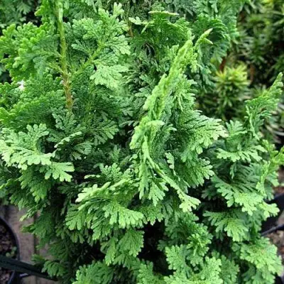 Туя ЗМАТЛИК западная в Волковыске