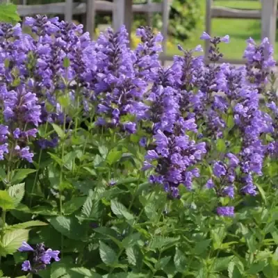 Котовник БЛЮ ДРИМС полусидячий в Волковыске