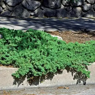 Можжевельник НАНА лежачий в Волковыске