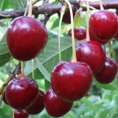 Вишня ТУРГЕНЕВКА в Волковыске