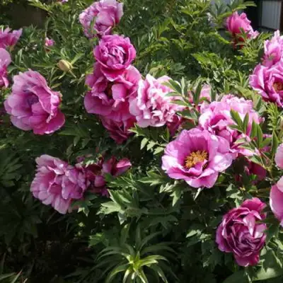 Пион ВРАТА ХРАМА древовидный  в Волковыске