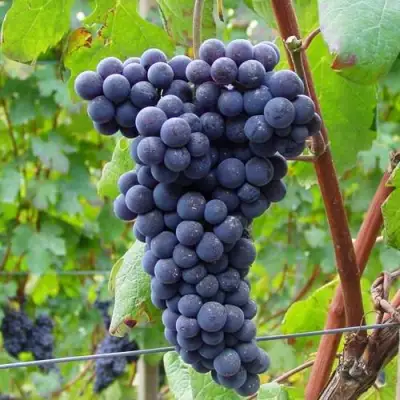 Виноград МУКУЗАНИ в Волковыске