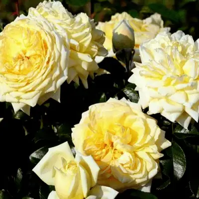 Роза НАДЯ МЕЙДИЛАНД почвопокровная в Волковыске