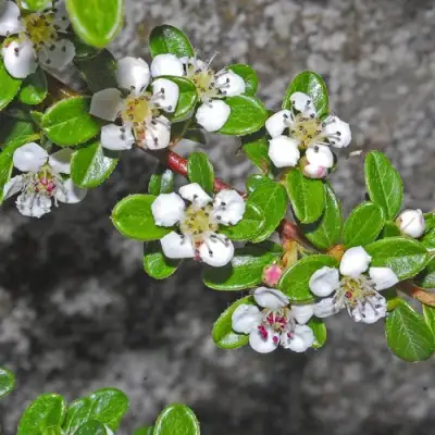 Кизильник ТАНГСТЕДТ горизонтальный  в Волковыске