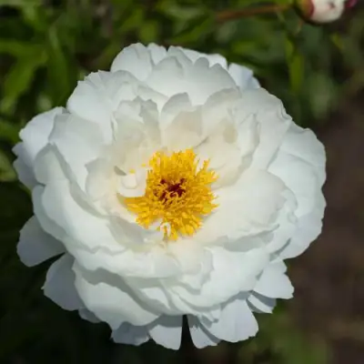 Пион МИСС АМЕРИКА травянистый в Волковыске