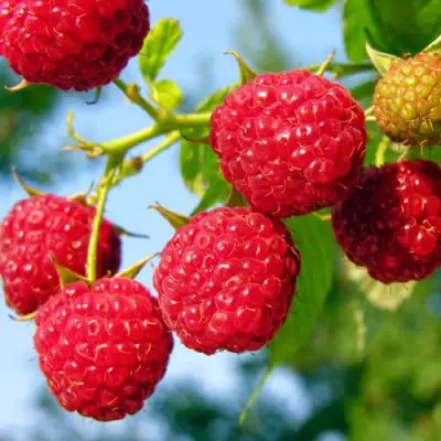 Малина МЕТЕОР в Волковыске