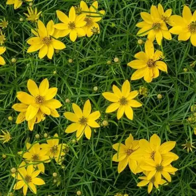 Кореопсис мутовчатый в Волковыске