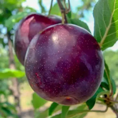 Слива АНЖЕЛИНО в Волковыске