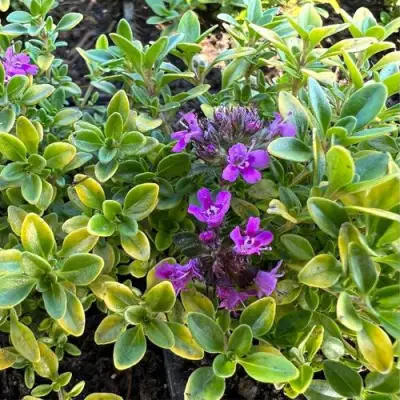 Тимьян АРЧЕРЗ ГОЛД в Волковыске