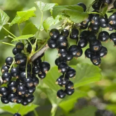 Смородина черная БЕН КОНАН в Волковыске