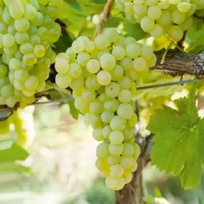 Виноград КИШМИШ МУСКАТНЫЙ в Волковыске