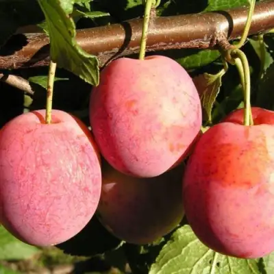 Слива ВИКТОРИЯ в Волковыске