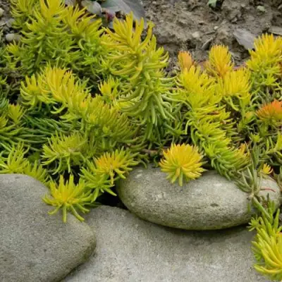 Очиток (седум) АНГЕЛИНА оттогнутый в Волковыске