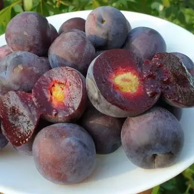 Сливово-вишневый гибрид МЕЙНОР в Волковыске