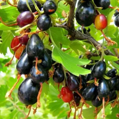 Смородина золотистая БОКАЛИНСКАЯ в Волковыске