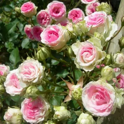 Роза МИМИ ЭДЕН спрей в Волковыске