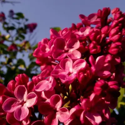 Сирень КРАСНАЯ МОСКВА в Волковыске