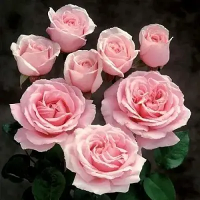 Роза ФРЕДЕРИК МИСТРАЛЬ чайно-гибридная в Волковыске