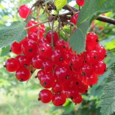 Смородина красная КРАСНАЯ АНДРЕЙЧЕНКО в Волковыске