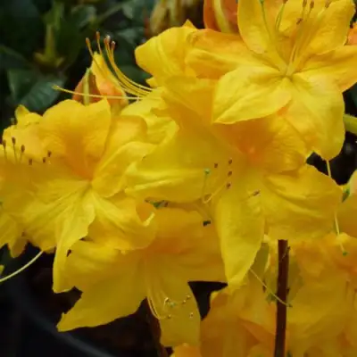 Азалия ЛИМЕТТА листопадная в Волковыске