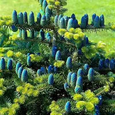 Пихта корейская  в Волковыске