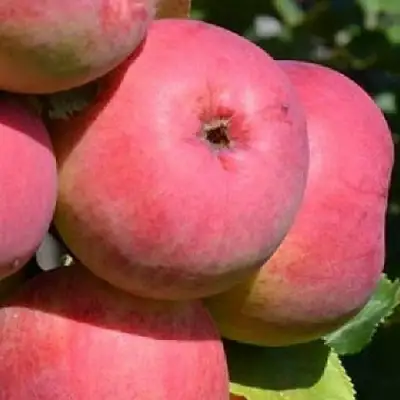 Яблоня ВЭМ-РОЗОВЫЙ в Волковыске