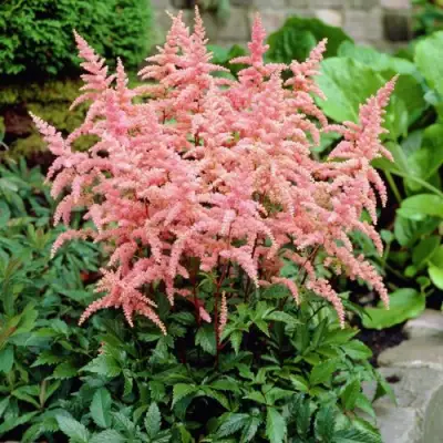 Астильба БРЕССИНГЕМ БЬЮТИ Арендса в Волковыске