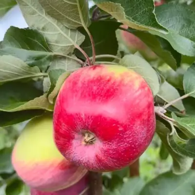 Яблоня АРБАТ колонновидная в Волковыске