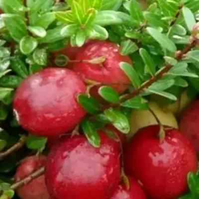 Клюква ХОЛЬШТАЙН в Волковыске