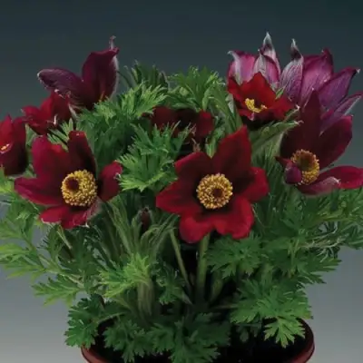 Прострел ПИНВИЛ РЕД ШЕЙДЕС в Волковыске