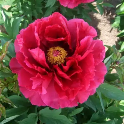 Пион КРАСНЫЙ ГИГАНТ древовидный в Волковыске