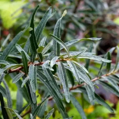 Облепиха АДАМ (МУЖСКАЯ) в Волковыске