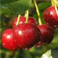 Дюк ПРЕВОСХОДНАЯ ВЕНЬЯМИНОВА в Волковыске