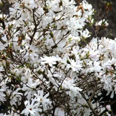 Магнолия СТЕЛЛАТА в Волковыске