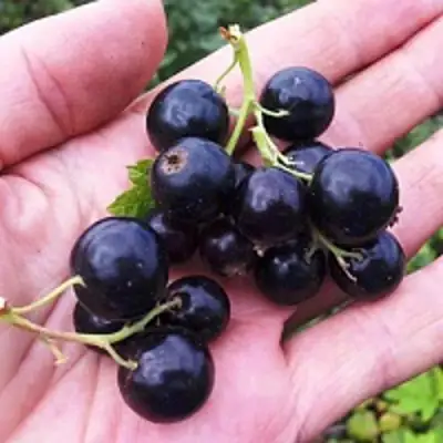 Смородина чёрная ГЕРКУЛЕС в Волковыске