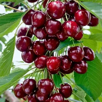 Черешня ХЕЛЕНА колоновидная в Волковыске