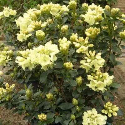 Рододендрон ГОЛДКРОН в Волковыске