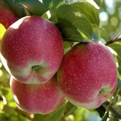 Яблоня АЛЬВА в Волковыске