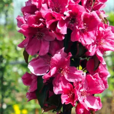 Яблоня МАЛИНОВОЕ ОЖЕРЕЛЬЕ колонновидная в Волковыске