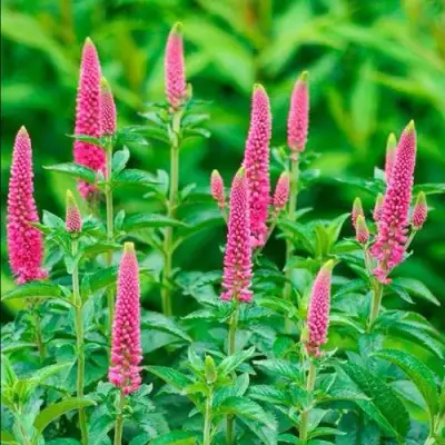 Вероника РОНИКА ФУКСИЯ в Волковыске