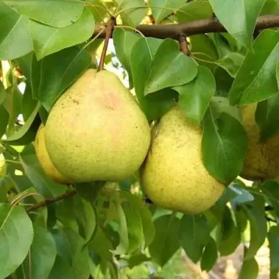 Груша ВЕЛИКАЯ ЛЕТНЯЯ (БОЛЬШАЯ ЛЕТНЯЯ) в Волковыске