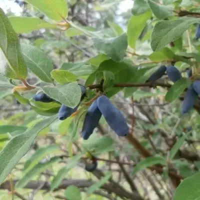 Жимолость съедобная ПУШКИНСКАЯ в Волковыске
