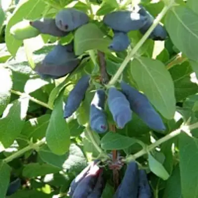 Жимолость съедобная НИМФА (ГАММА) в Волковыске