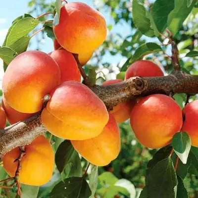 Абрикос ТРИУМФ СЕВЕРНЫЙ в Волковыске