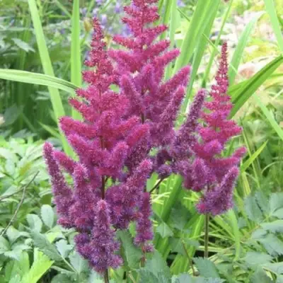 Астильба КАРАОКЕ ПАРТИ китайская в Волковыске